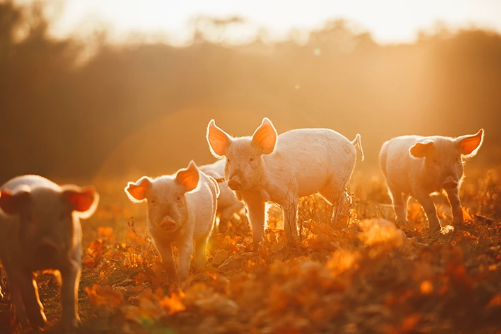 Pigs in a field with leaves