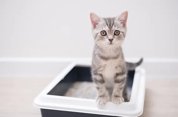 Cat Steps Out of Litter Box